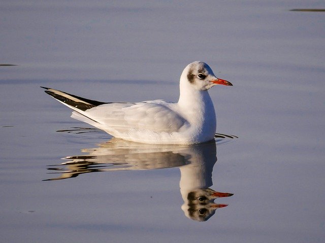 Descarga gratuita Animal World Bird Seagull: foto o imagen gratuita para editar con el editor de imágenes en línea GIMP