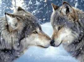 Free download animated-wolf-image-0144 free photo or picture to be edited with GIMP online image editor