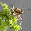 An insect with long antennae  screen for extension Chrome web store in OffiDocs Chromium