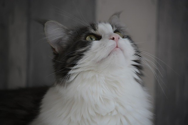 Free graphic anneli maine coon cat sight to be edited by GIMP free image editor by OffiDocs