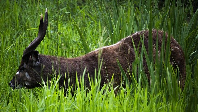 Free download antelope horn deer wild green free picture to be edited with GIMP free online image editor
