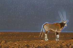 Free download Antelope free photo or picture to be edited with GIMP online image editor