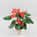 Anthurium pot wallpaper  screen for extension Chrome web store in OffiDocs Chromium