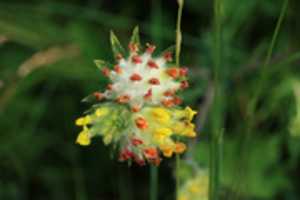 Безкоштовно завантажте безкоштовне фото або зображення Anthyllis Vulneraria Flower для редагування онлайн-редактором зображень GIMP