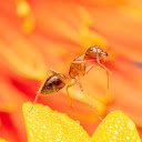Ant on a yellow flower  screen for extension Chrome web store in OffiDocs Chromium