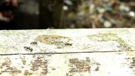 Free download Ants Collection -  free video to be edited with OpenShot online video editor