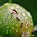 Ants crawling on fruit  screen for extension Chrome web store in OffiDocs Chromium