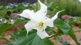 Free download Ants Flower White -  free video to be edited with OpenShot online video editor