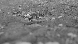 Free download Ants Insect Family -  free video to be edited with OpenShot online video editor