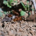 Ants making nest  screen for extension Chrome web store in OffiDocs Chromium