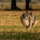 A pair of birds spread their wings  screen for extension Chrome web store in OffiDocs Chromium