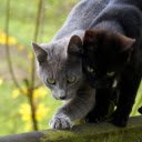 A pair of cats fighting fiercely  screen for extension Chrome web store in OffiDocs Chromium