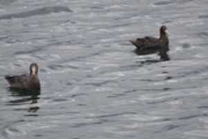 Free download A Pair of Petrels free photo or picture to be edited with GIMP online image editor