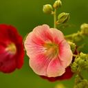 A Pair of Resplendent Alcea rosea Blooms  screen for extension Chrome web store in OffiDocs Chromium