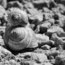 A pair of snails  screen for extension Chrome web store in OffiDocs Chromium