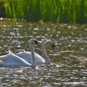 A pair of swans make a living on the lake  screen for extension Chrome web store in OffiDocs Chromium