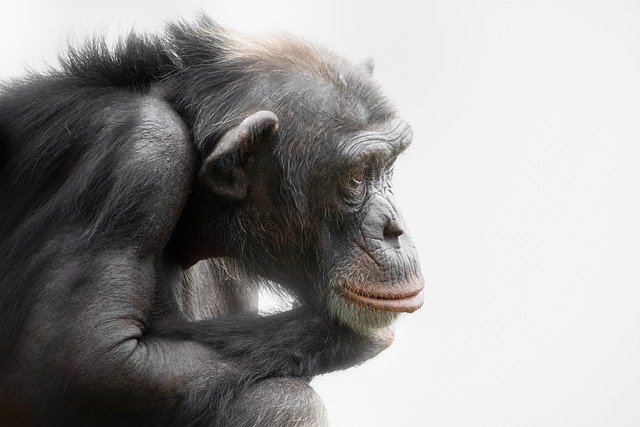 Free download ape chimpanzee primate mammal free picture to be edited with GIMP free online image editor