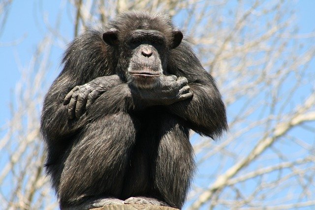 Free download ape chimp primate monkey animal free picture to be edited with GIMP free online image editor