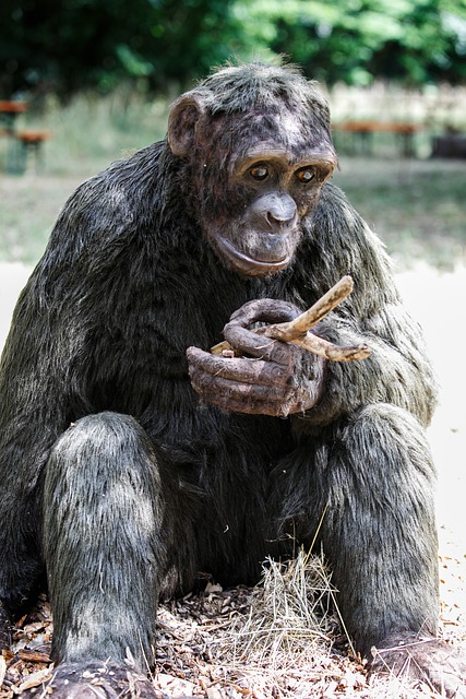 Kostenloser Download Ape Gorilla Nature Primate Animal Kostenloses Bild, das mit dem kostenlosen Online-Bildeditor GIMP bearbeitet werden kann