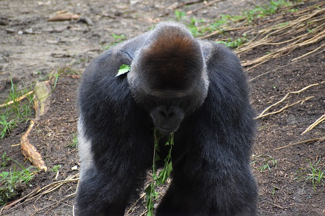 Muat turun percuma gambar percuma mamalia haiwan gorila primata kera untuk diedit dengan editor imej dalam talian percuma GIMP