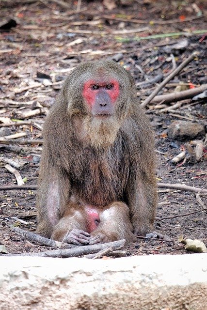 Free download ape monkey primate wild animal free picture to be edited with GIMP free online image editor