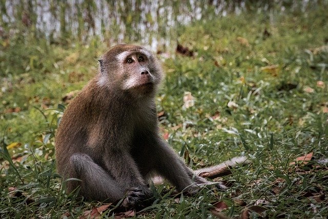 Free download ape primate mammal animal nature free picture to be edited with GIMP free online image editor