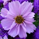 A Petal Perfect Cosmos and Aster Duet  screen for extension Chrome web store in OffiDocs Chromium