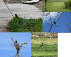 دانلود رایگان عکس یا عکس رایگان A Photo Collage Of Birds برای ویرایش با ویرایشگر تصویر آنلاین GIMP