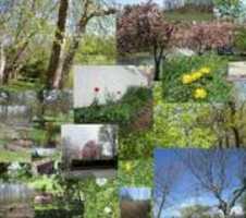 GIMP çevrimiçi resim düzenleyici ile düzenlenebilecek Çiçekler ve Ağaçlardan Bir Fotoğraf Kolajı ücretsiz indir ücretsiz fotoğraf veya resim