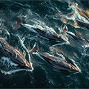 A pod of whales is swimming across the ocean.  screen for extension Chrome web store in OffiDocs Chromium