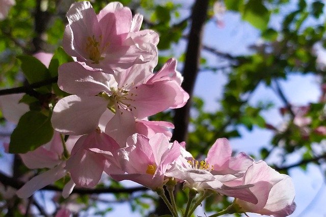 김프 무료 온라인 이미지 편집기로 편집할 수 있는 사과 꽃 핑크 꽃 무료 사진 무료 다운로드