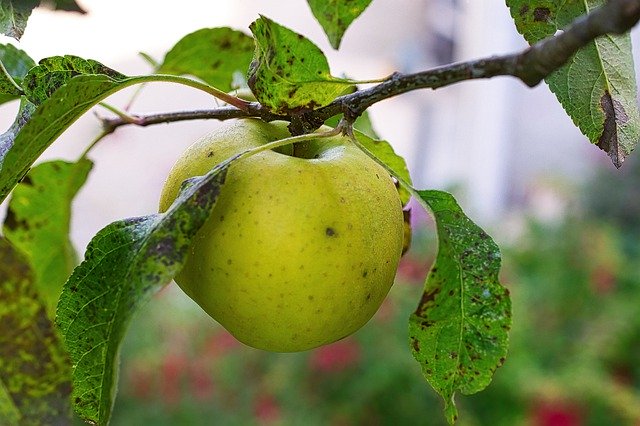 הורדה חינם של מזון פירות תפוחים עולה תמונה בחינם לעריכה עם עורך תמונות מקוון בחינם של GIMP