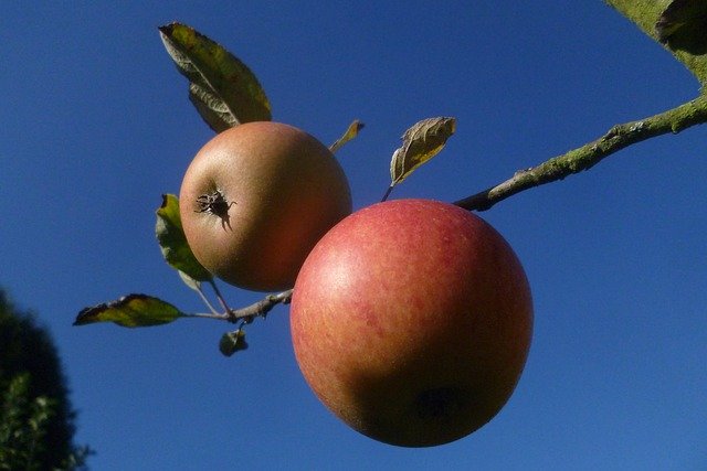 Muat turun percuma Apple Fruit Vegan - foto atau gambar percuma untuk diedit dengan editor imej dalam talian GIMP