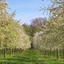 Apple orchard in bloom  screen for extension Chrome web store in OffiDocs Chromium