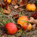 Apples fall from their roots  screen for extension Chrome web store in OffiDocs Chromium