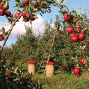Apples Orchard  screen for extension Chrome web store in OffiDocs Chromium
