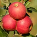 Apples stick together  screen for extension Chrome web store in OffiDocs Chromium
