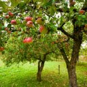 Free download Apple Tree -  free photo or picture to be edited with GIMP online image editor