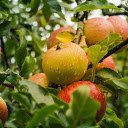 Apple tree bears fruit  screen for extension Chrome web store in OffiDocs Chromium