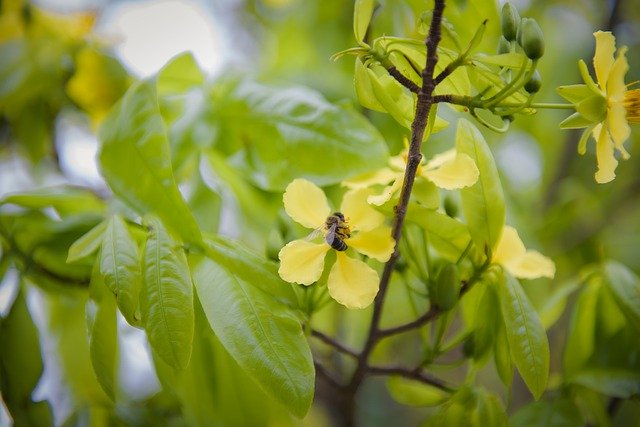 Free download apricot blossoms bee apricot flowers free picture to be edited with GIMP free online image editor