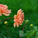 Apricot Hued Dahlias  screen for extension Chrome web store in OffiDocs Chromium