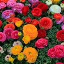 A Profusion of Layered Ranunculus  screen for extension Chrome web store in OffiDocs Chromium