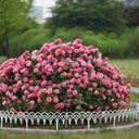 A Profusion of Pink Floribunda Roses  screen for extension Chrome web store in OffiDocs Chromium