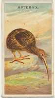 Free download Apteryx, from the Birds of the Tropics series (N5) for Allen & Ginter Cigarettes Brands free photo or picture to be edited with GIMP online image editor