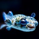 aquarium  screen for extension Chrome web store in OffiDocs Chromium