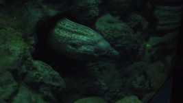 Free download Aquarium Eel Ocean -  free video to be edited with OpenShot online video editor