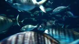 Unduh gratis Aquarium Fish Water - video gratis untuk diedit dengan editor video online OpenShot