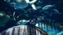 Download gratuito Aquarium Fish Water - video gratuito da modificare con l'editor video online OpenShot