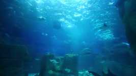 Free download Aquarium Water Waterlife -  free video to be edited with OpenShot online video editor