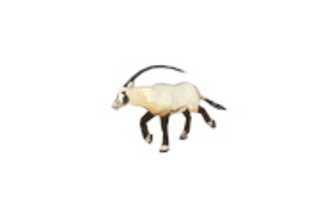 Free download Arabian Oryx free photo or picture to be edited with GIMP online image editor